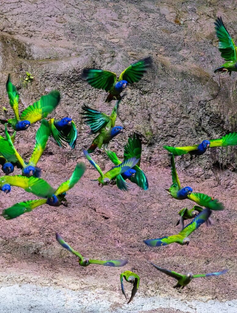 Parrots Arajuno glamping