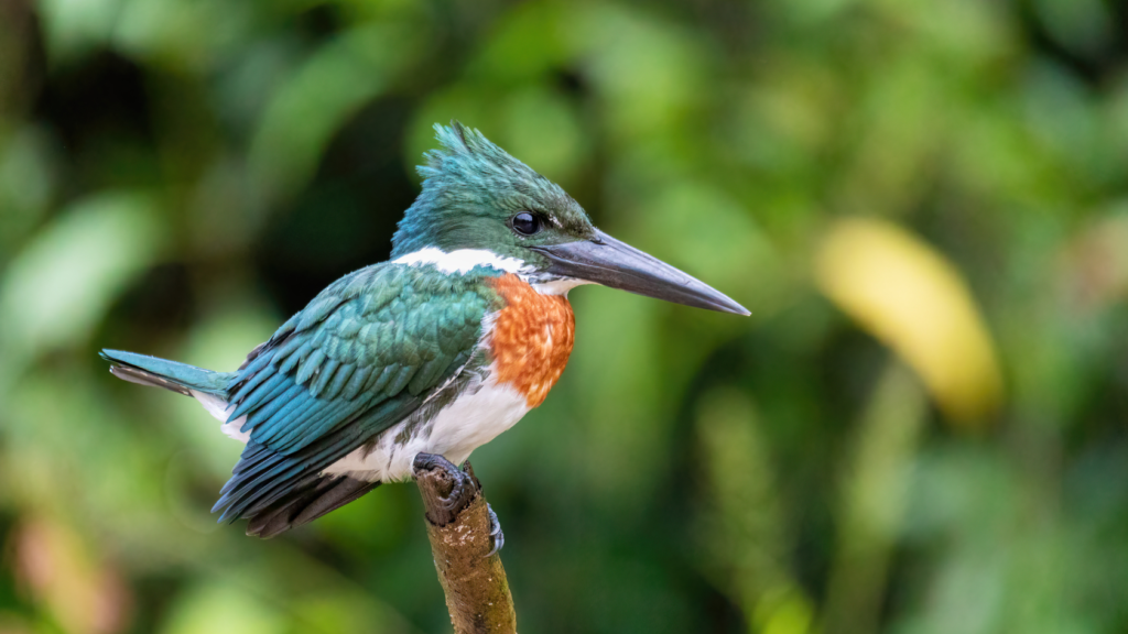 King fisher – Amazon
