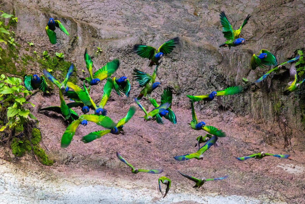 Parrot clay Lick