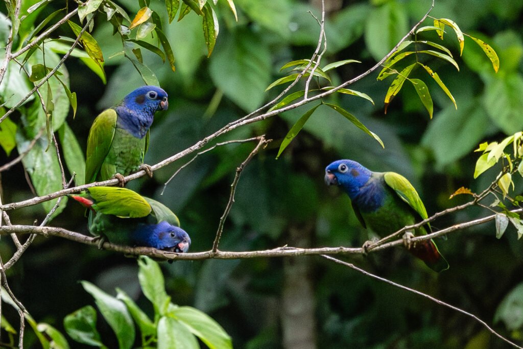 Parrots