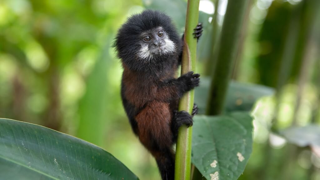 saddleback tamarin, saguinus fusciollis