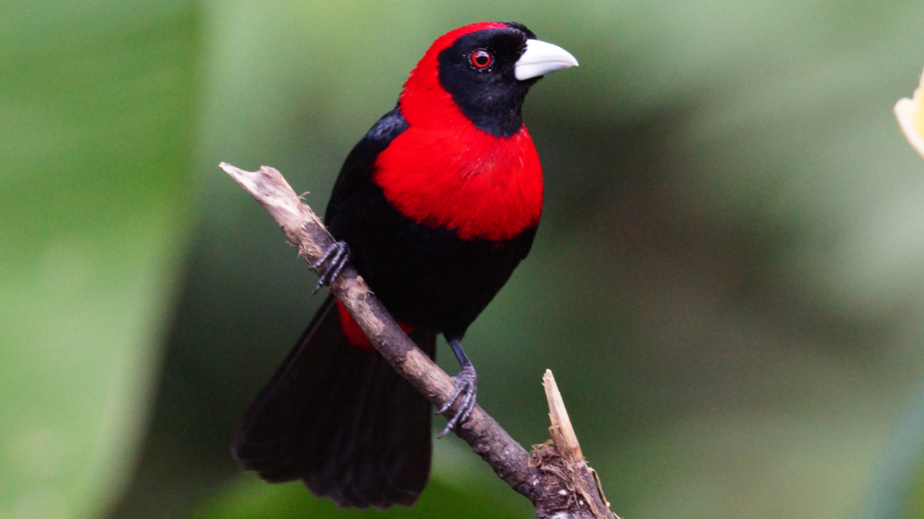 Tanager