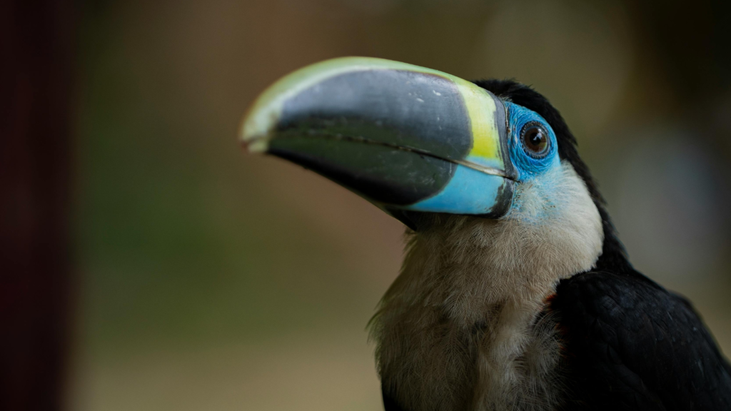 Toucan – Amazon