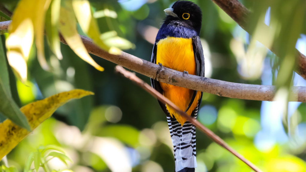 Trogon